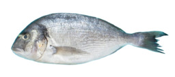 Dorade Dorade